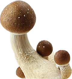 Psilocybe Cubensis Brazil Spores Syringe